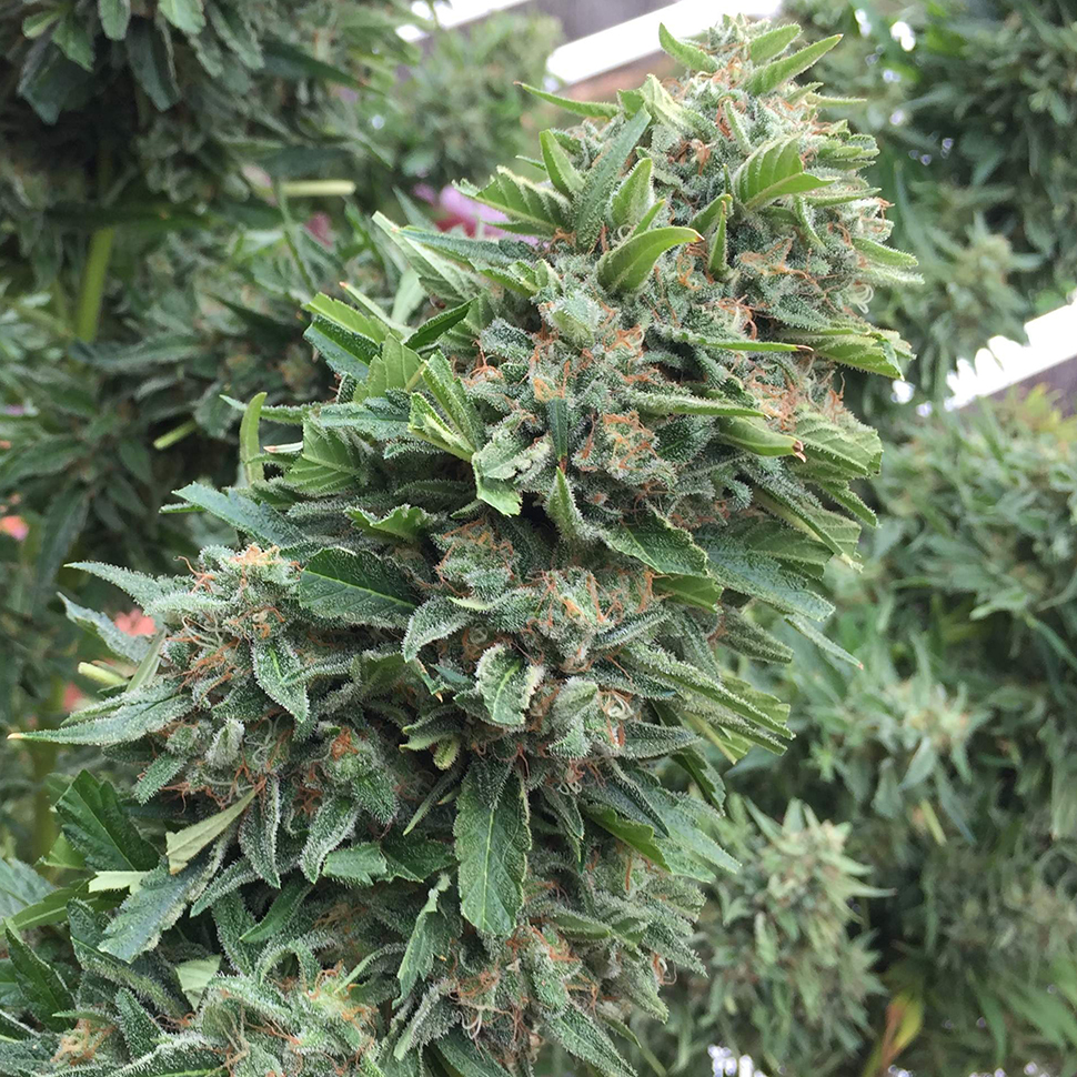 Семена blueberry конопли лигалайз марихуана