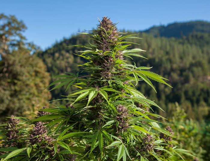 Что делать до высадки марихуаны в лесу?