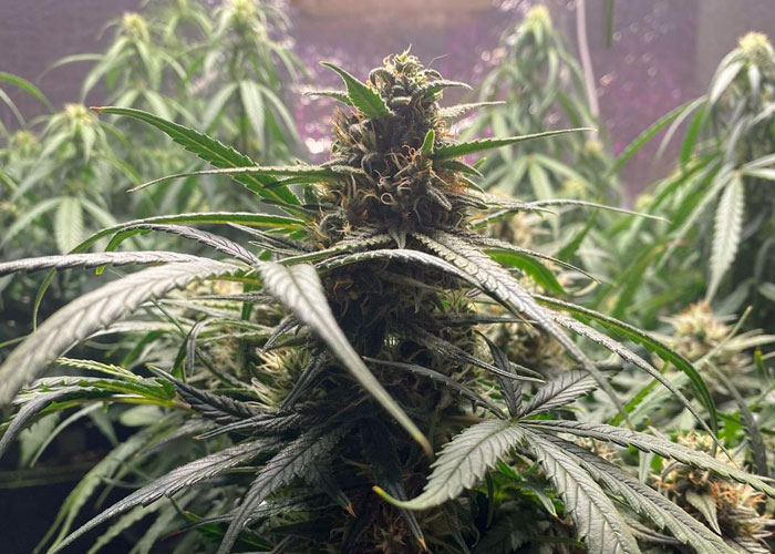Финальная стадия выращивания марихуаны